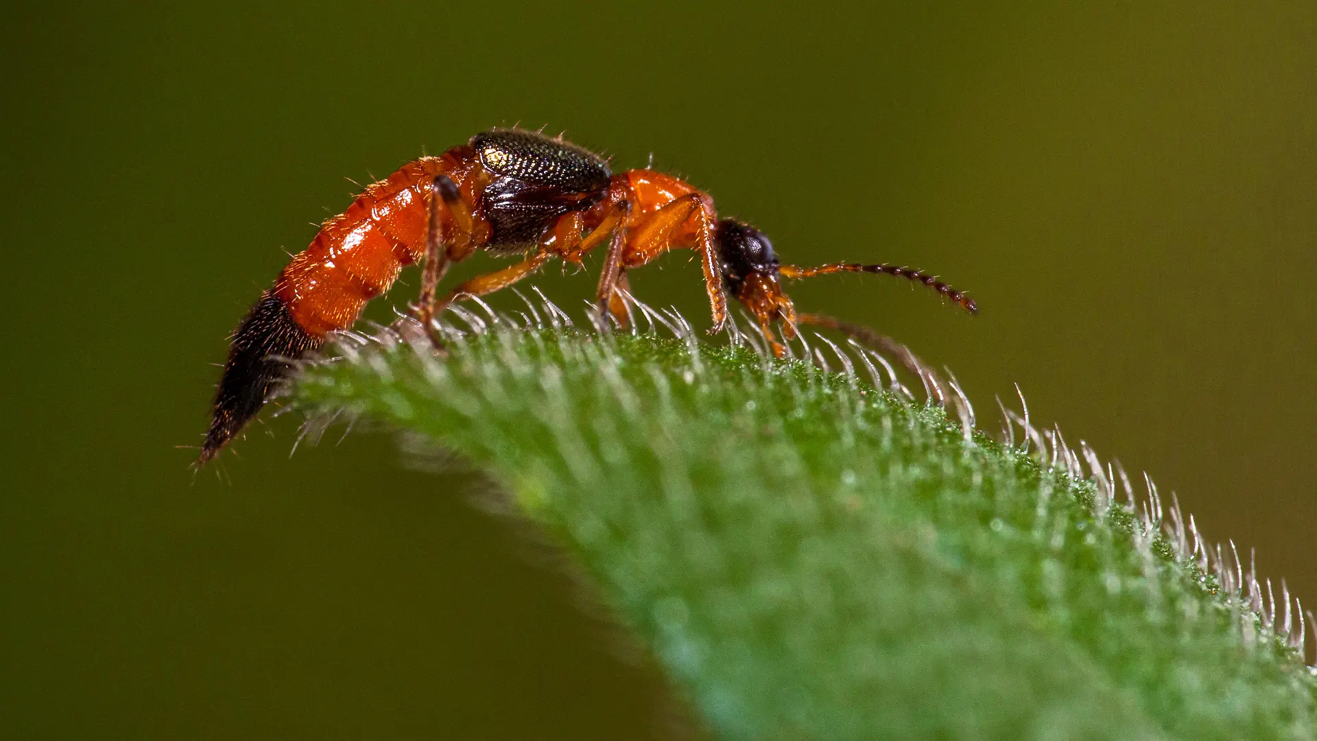 epi_223727308_ADOBE FOTO STOCK_577786797_The Paederinae are a.jpeg