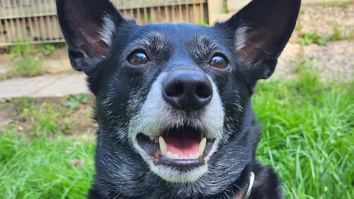 Chap hat viel Spaß am Leben - das kann er im Tierheim aber nicht so ganz genießen.