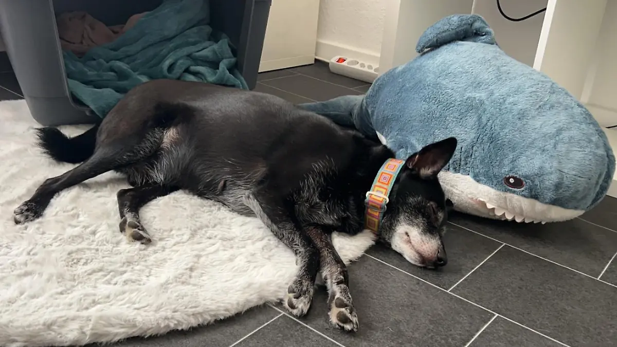 Wenn man Chap nicht umkrempeln will, wird man mit einem lebenslustigen, pflegeleichten und menschenbezogenen Hund belohnt.