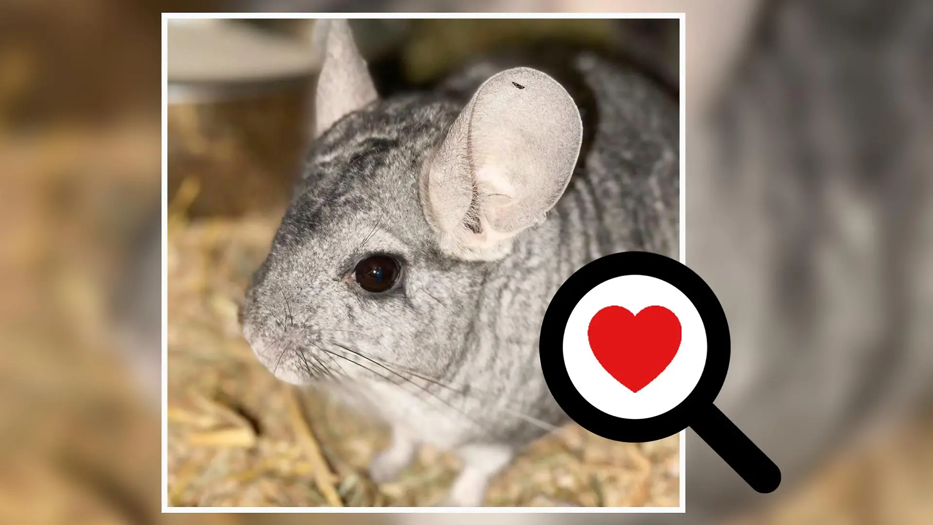 Chinchilla Kai aus dem Tierheim Bergheim.