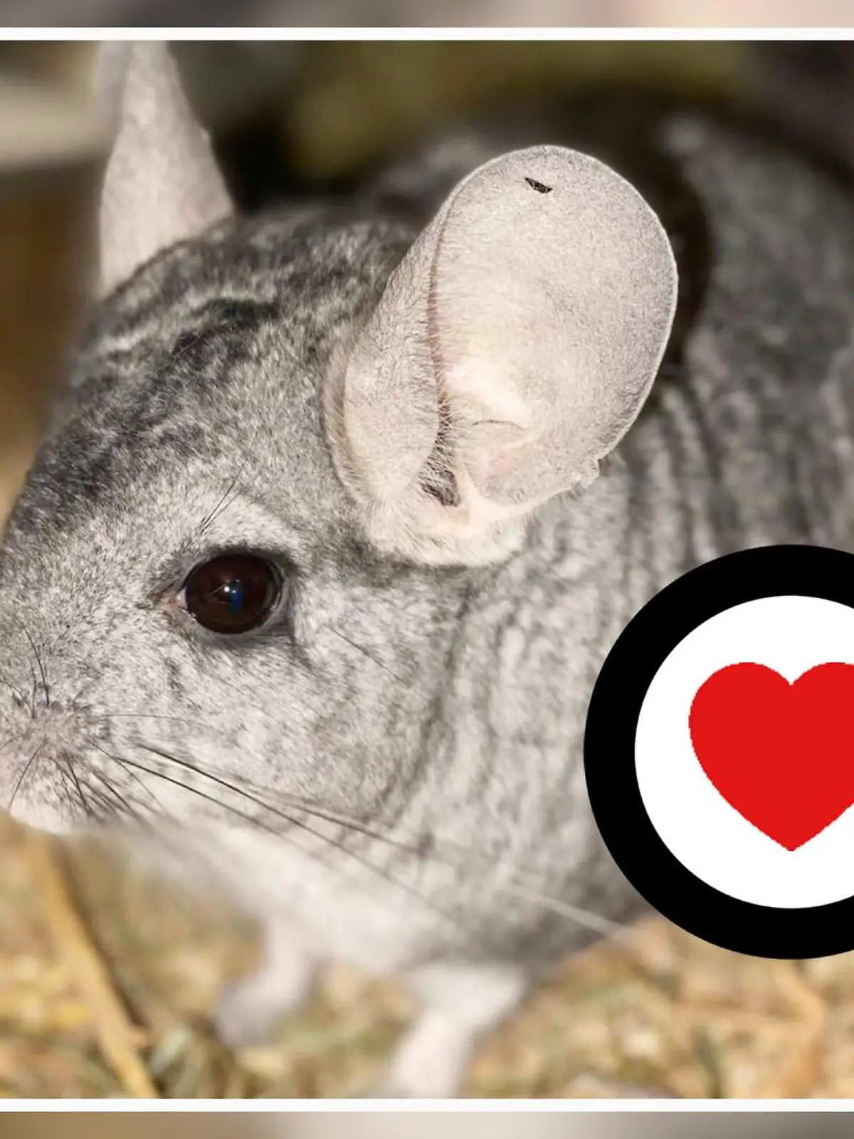 Chinchilla Kai aus dem Tierheim Bergheim.