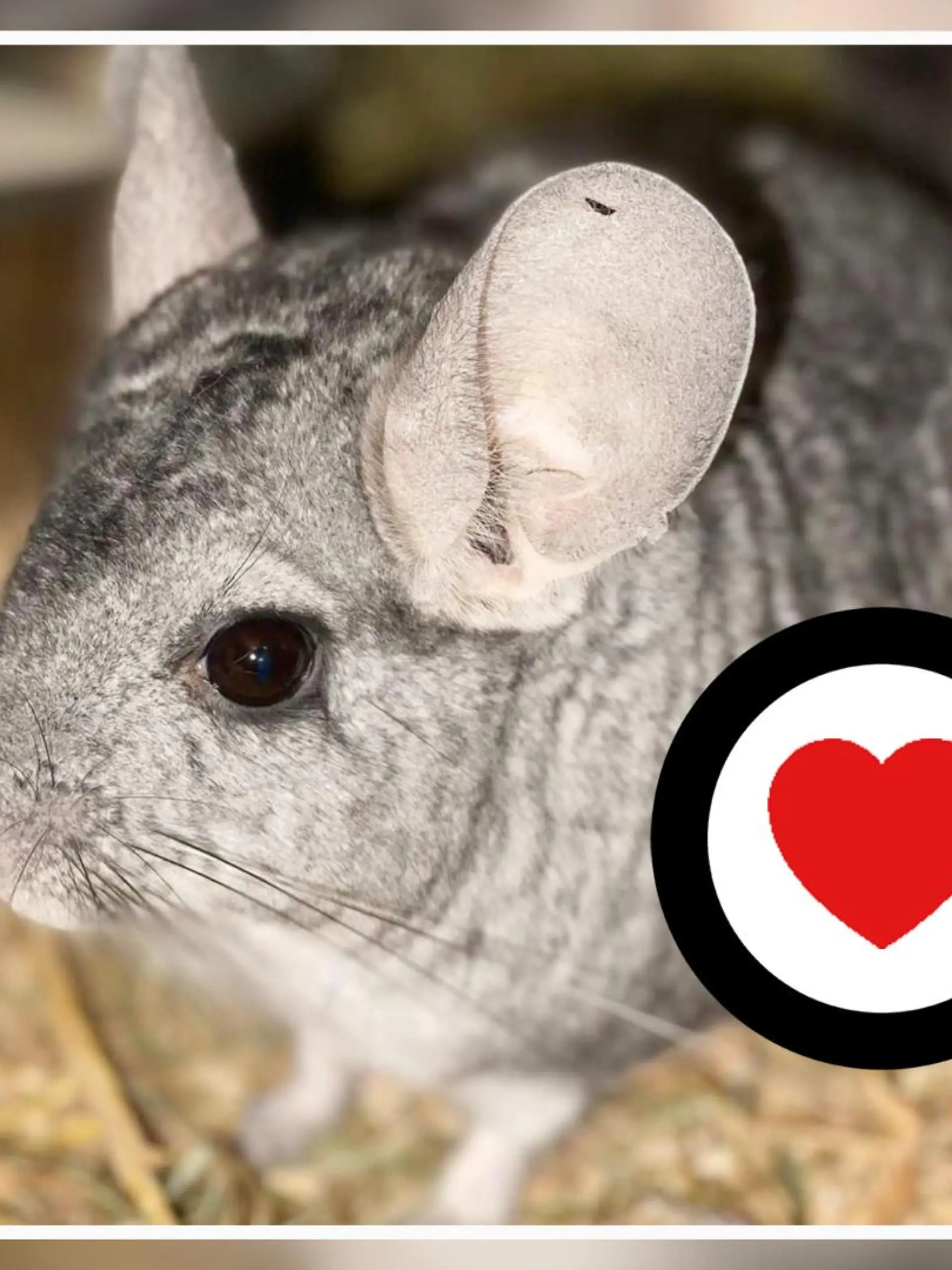 Chinchilla Kai aus dem Tierheim Bergheim.