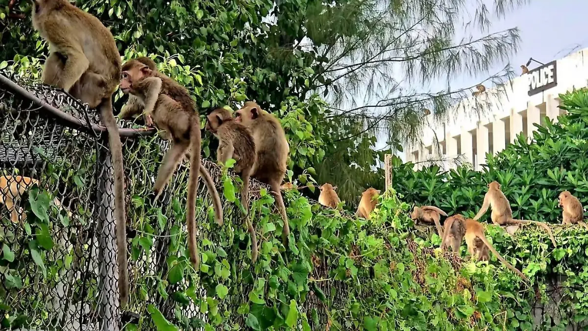 Ein Mob von 200 entlaufenen Affen stürmt eine Polizeistation in Lopburi, Thailand.