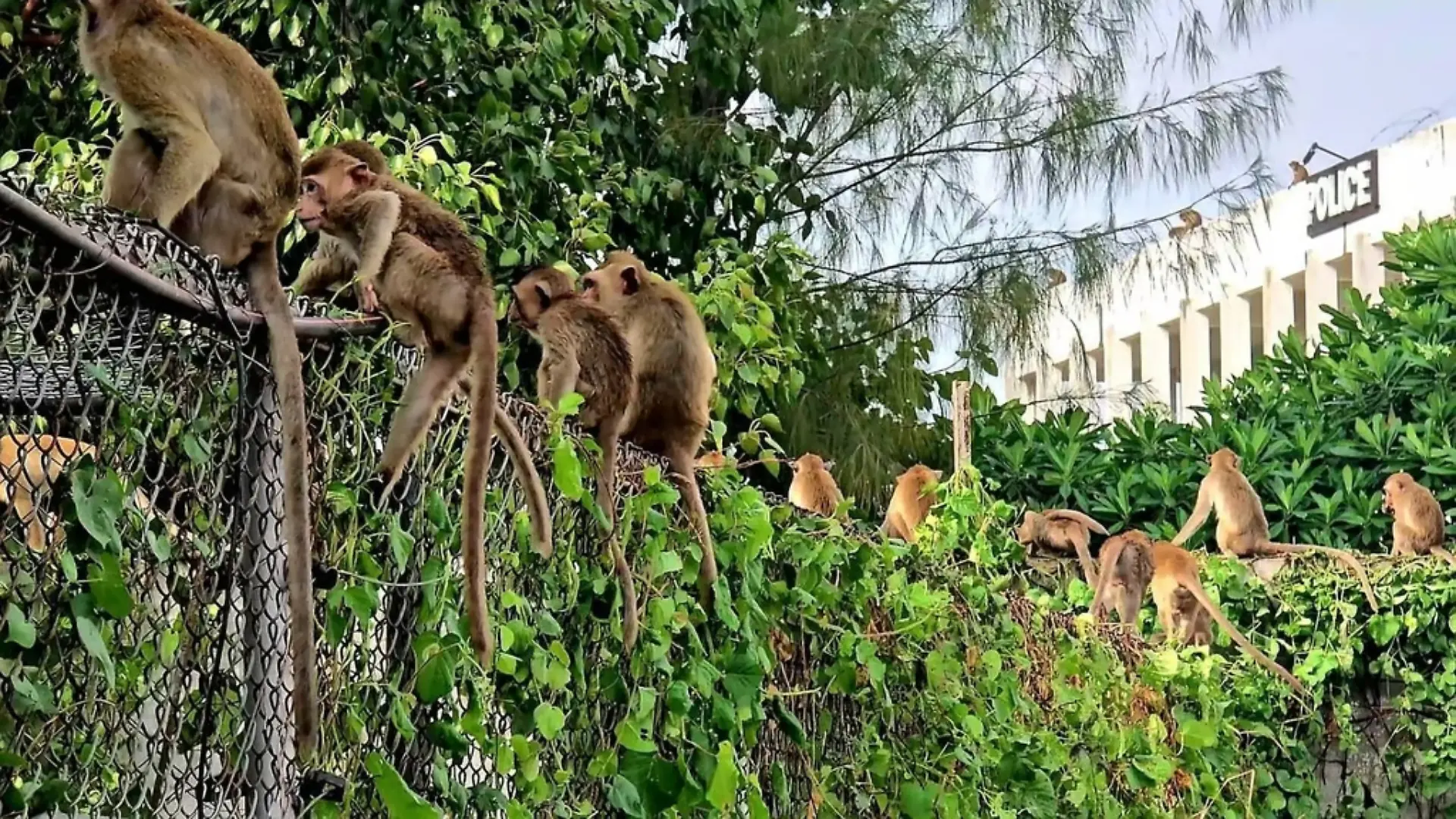 Ein Mob von 200 entlaufenen Affen stürmt eine Polizeistation in Lopburi, Thailand.