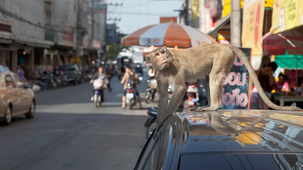 Ein Makake auf einem Auto in einer der Hauptstraßen der Stadt Lopburi, Thailand.