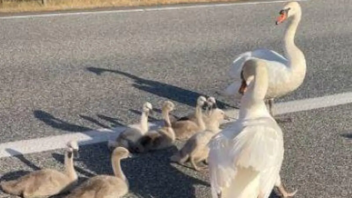 Schwanenfamilie legt Berufsverkehr auf der A7 lahm.