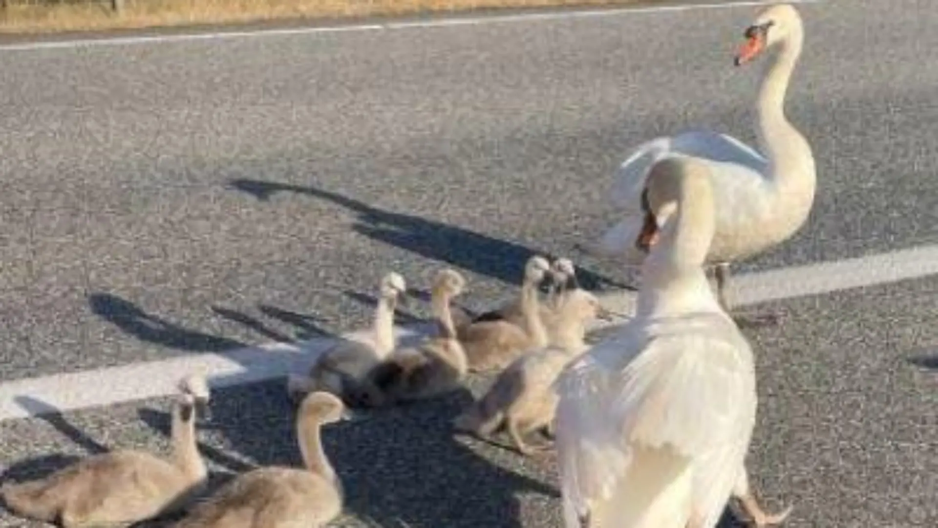 Schwanenfamilie legt Berufsverkehr auf der A7 lahm.