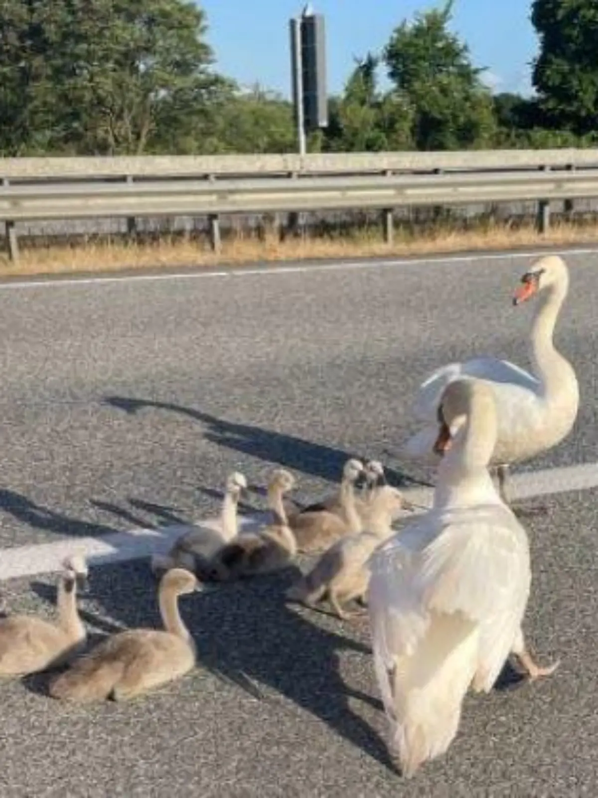 Schwanenfamilie legt Berufsverkehr auf der A7 lahm.