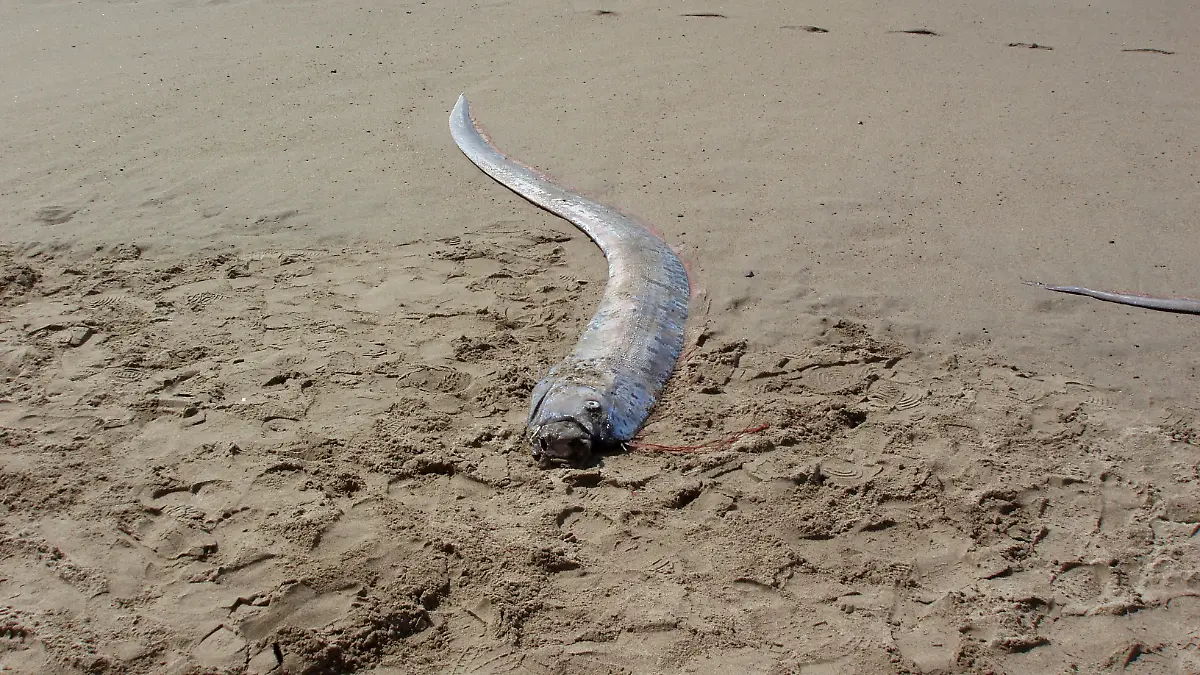 Riemenfisch am Strand angespült
