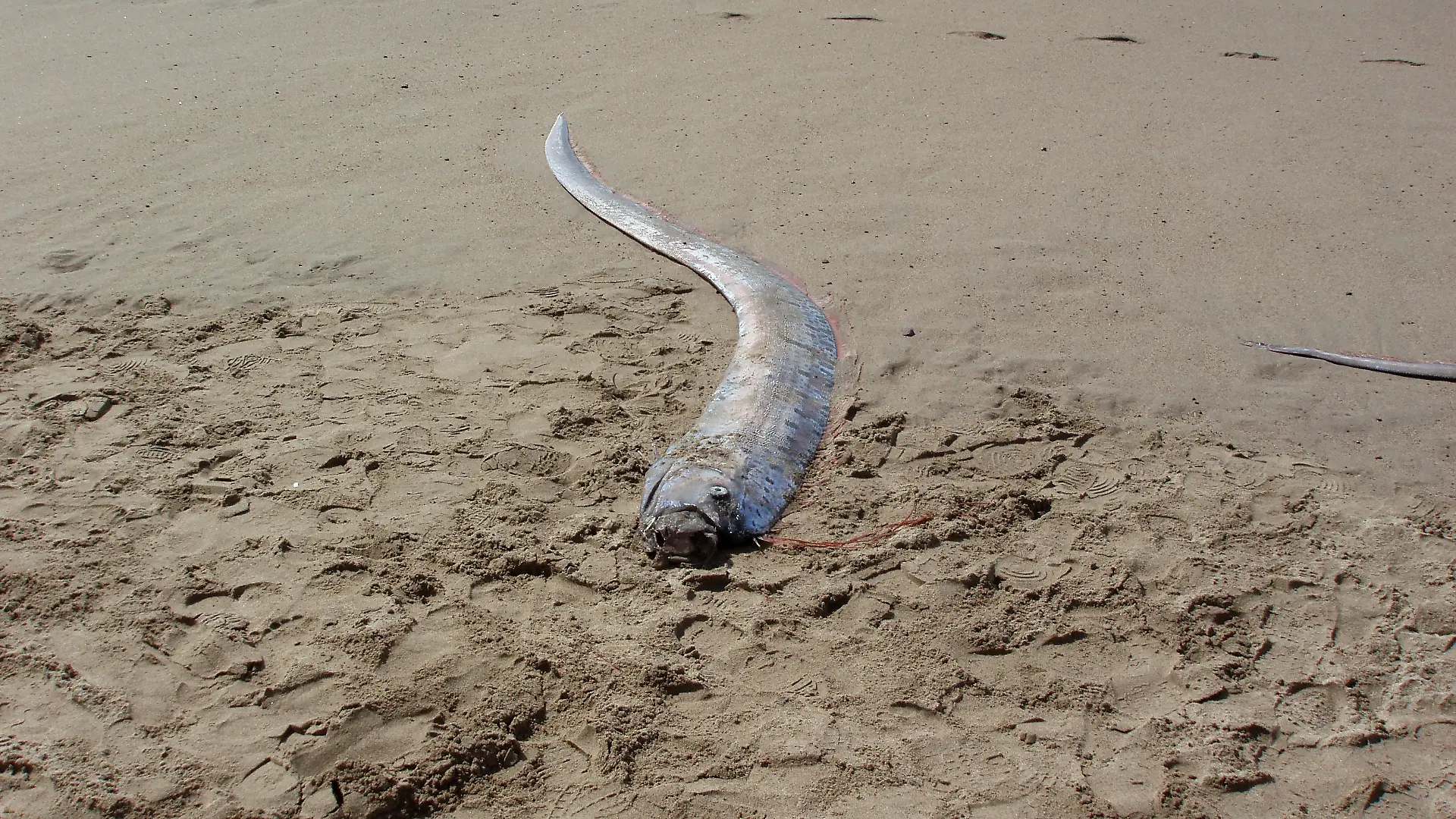 Riemenfisch am Strand angespült 