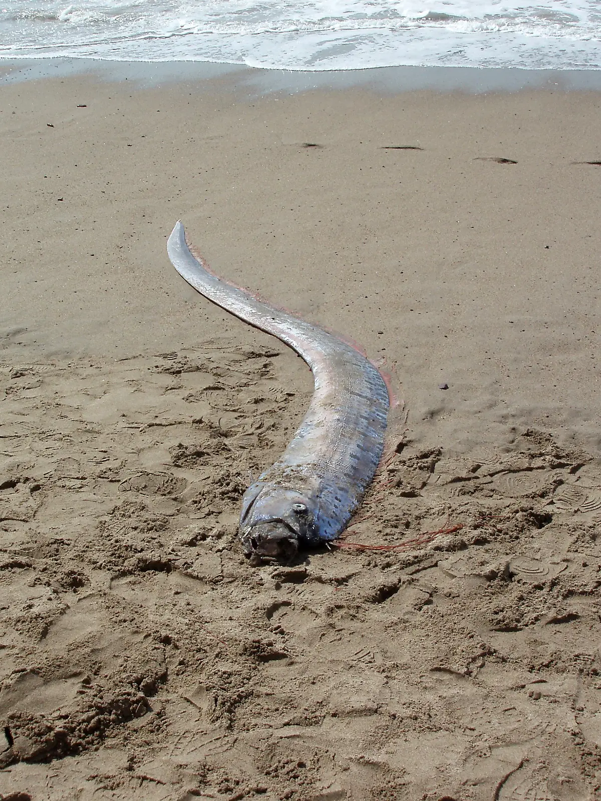 Riemenfisch am Strand angespült 