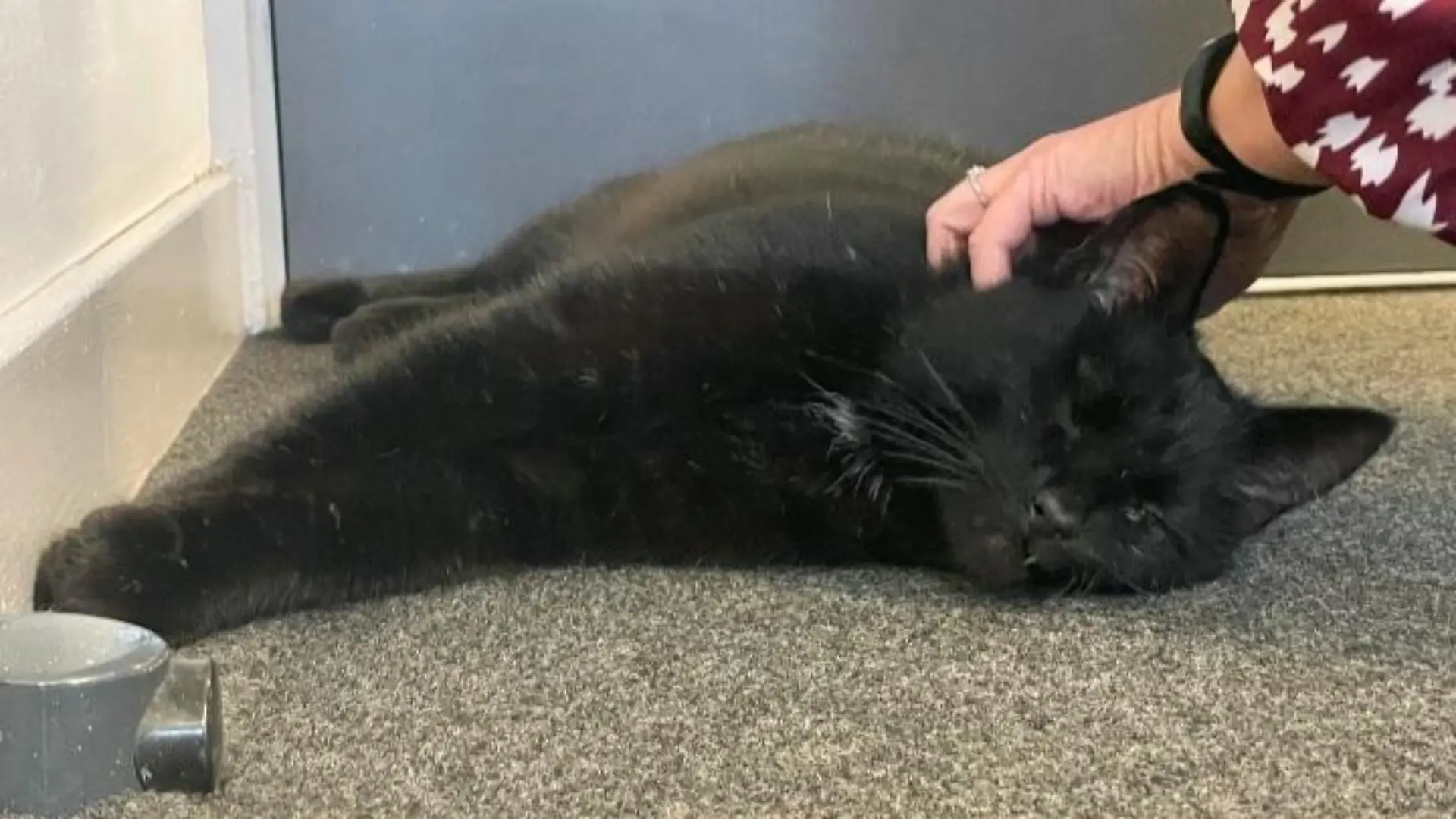 HANDOUT - 22.04.2022, Großbritannien, --: Das vom schottischen Tierschutzverein (Scottish SPCA) veröffentlichte undatierte Foto zeigt den seit fünf Jahren vermissten Kater «Dexter», der wieder mit seinem Besitzer vereint ist. Eine seit fünf Jahren vermisste Katze ist vor der Küste Schottlands auf einer Bohrinsel entdeckt worden. Wie die Nachrichtenagentur PA am 22.04.2022 meldete, hatten Mitarbeiter auf der Plattform das Tier tags zuvor in einem Container gefunden, der aus Peterhead angekommen war. Foto: Scottish Spca/PA Media/dpa - ACHTUNG: Nur zur redaktionellen Verwendung und nur mit vollständiger Nennung des vorstehenden Credits +++ dpa-Bildfunk +++