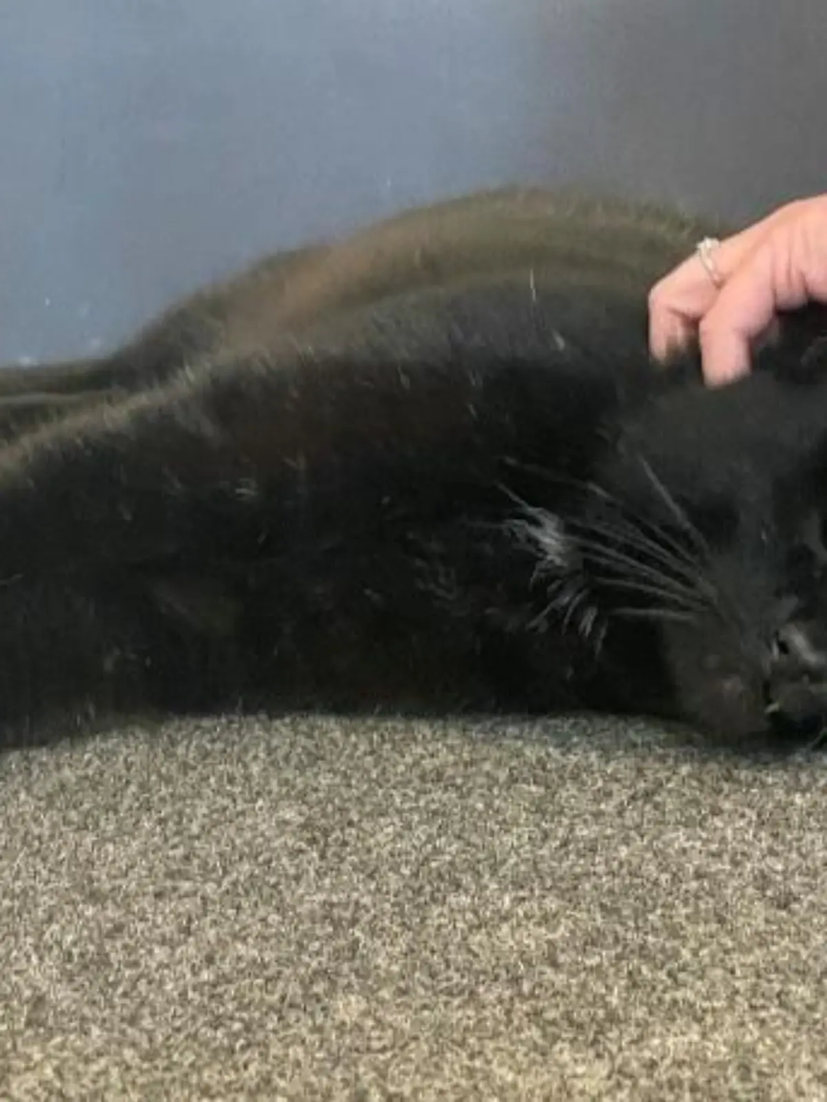 HANDOUT - 22.04.2022, Großbritannien, --: Das vom schottischen Tierschutzverein (Scottish SPCA) veröffentlichte undatierte Foto zeigt den seit fünf Jahren vermissten Kater «Dexter», der wieder mit seinem Besitzer vereint ist. Eine seit fünf Jahren vermisste Katze ist vor der Küste Schottlands auf einer Bohrinsel entdeckt worden. Wie die Nachrichtenagentur PA am 22.04.2022 meldete, hatten Mitarbeiter auf der Plattform das Tier tags zuvor in einem Container gefunden, der aus Peterhead angekommen war. Foto: Scottish Spca/PA Media/dpa - ACHTUNG: Nur zur redaktionellen Verwendung und nur mit vollständiger Nennung des vorstehenden Credits +++ dpa-Bildfunk +++