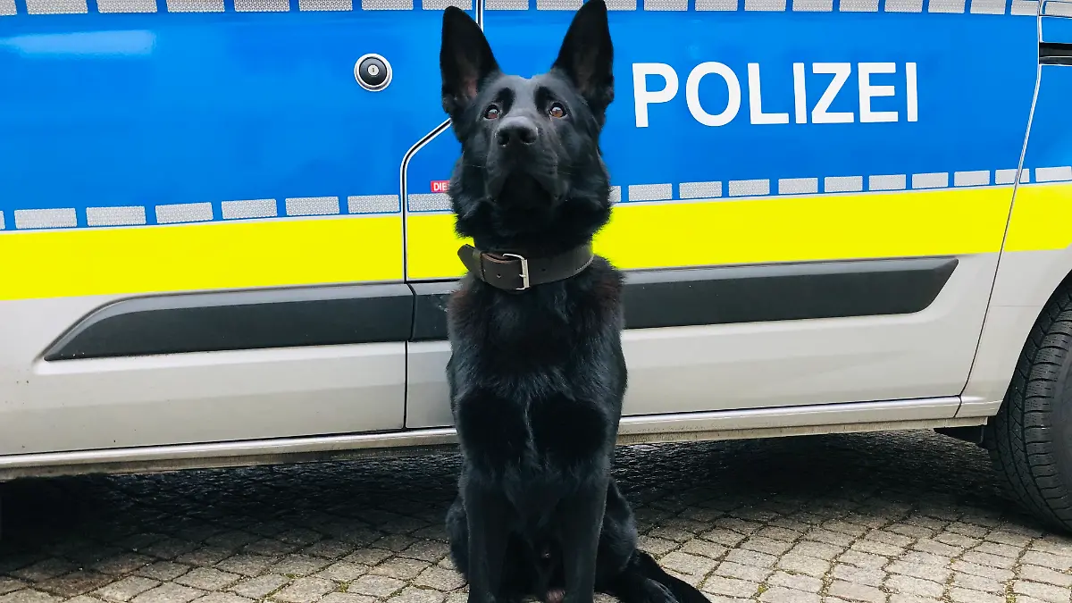 Stolz wie Oskar: Polizeihund Chuck vor einem Streifenwagen. (Archiv)
