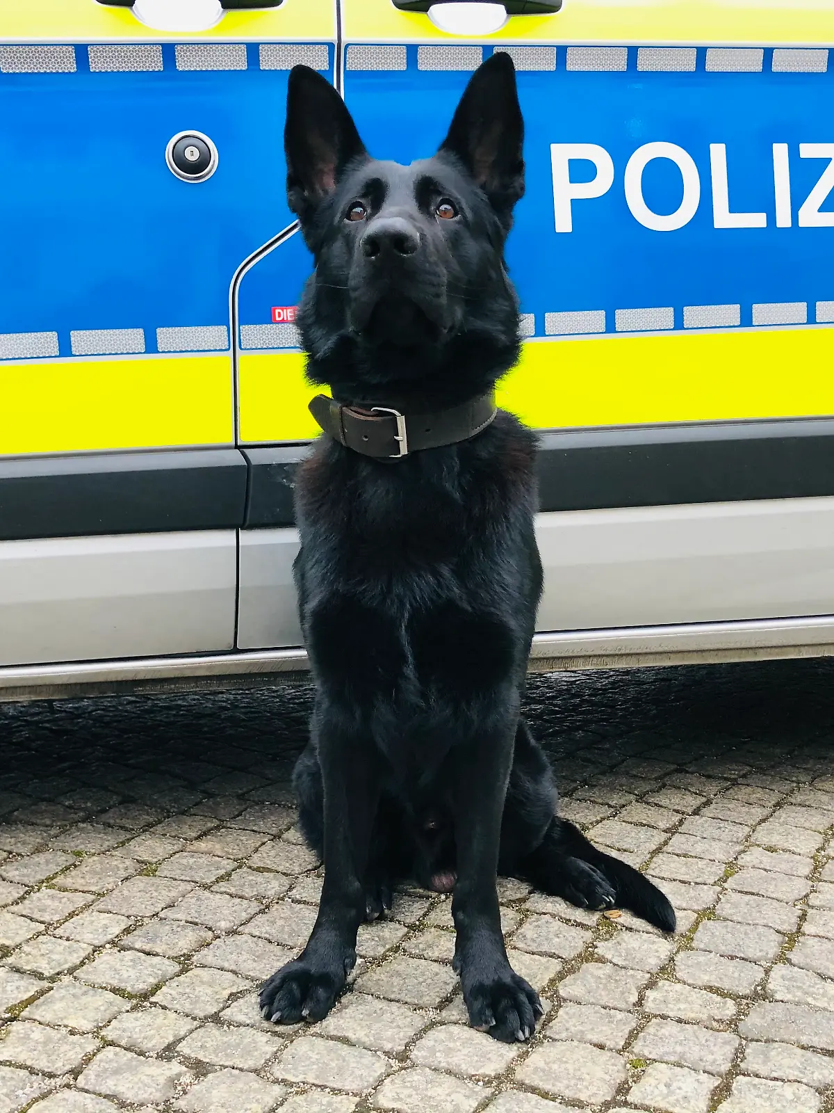 Stolz wie Oskar: Polizeihund Chuck vor einem Streifenwagen. (Archiv)