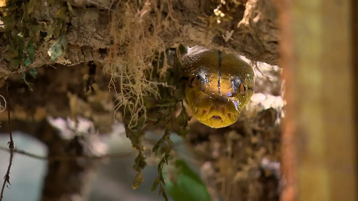 Dschungel im Pott Gladbeck