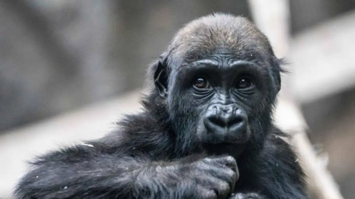 Das Gorilla-Baby Eyare (2) stirbt im Calgary Zoo, weil ihr Pfleger eine Tür fallen ließ und der Gorilla schlimme Kopfverletzungen davontrug.