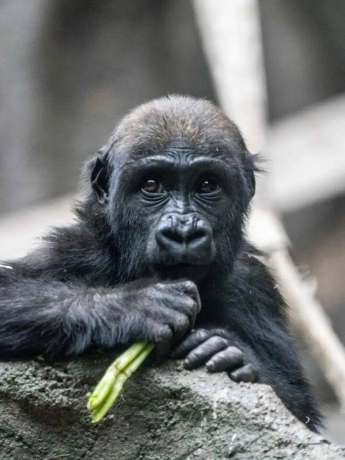 Das Gorilla-Baby Eyare (2) stirbt im Calgary Zoo, weil ihr Pfleger eine Tür fallen ließ und der Gorilla schlimme Kopfverletzungen davontrug.
