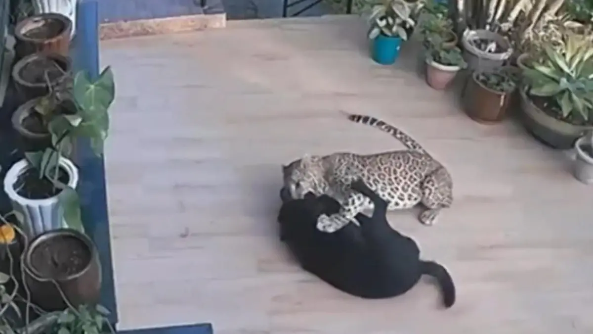 Leopard greift Labrador an - und beißt zu Grausame Attacke im Garten