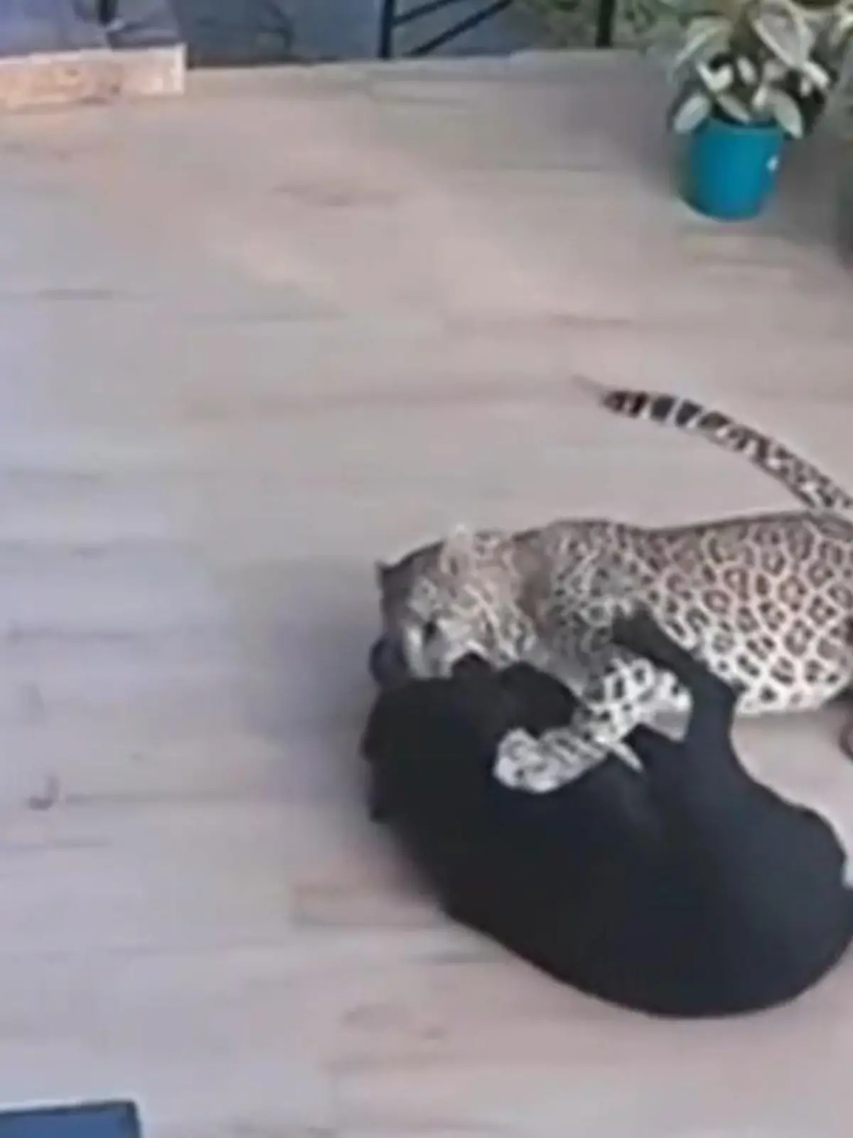Bild zu: "Grausame Attacke im Garten! Leopard greift Labrador an – und beißt zu"