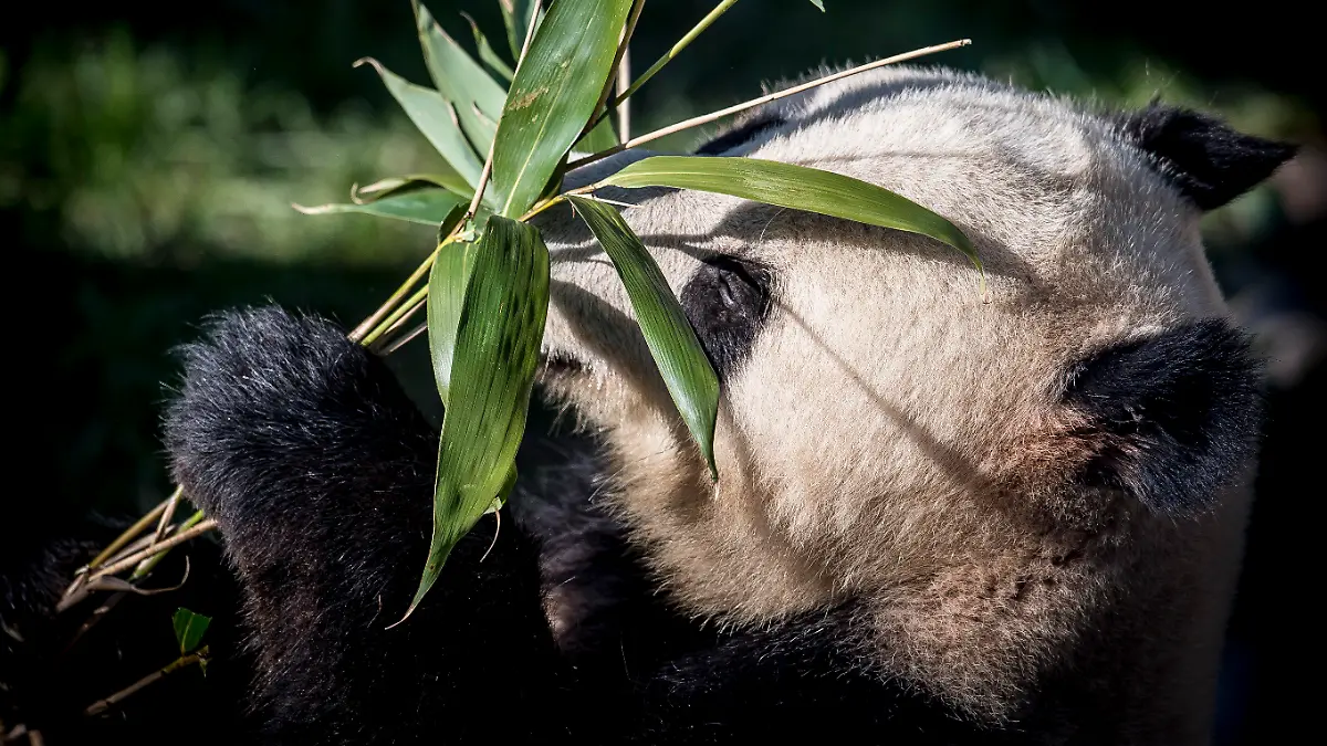 ARCHIV - 10.04.2019, Dänemark, Kopenhagen: Der Panda Xing Er spielt in seinem neuen Gehege mit einer Pflanze.(zu dpa: "Kopenhagener Zoo will Panda mit importiertem Urin zur Paarung bewegen") Foto: Mads Claus Rasmussen/Ritzau Scanpix/AP/dpa +++ dpa-Bildfunk +++