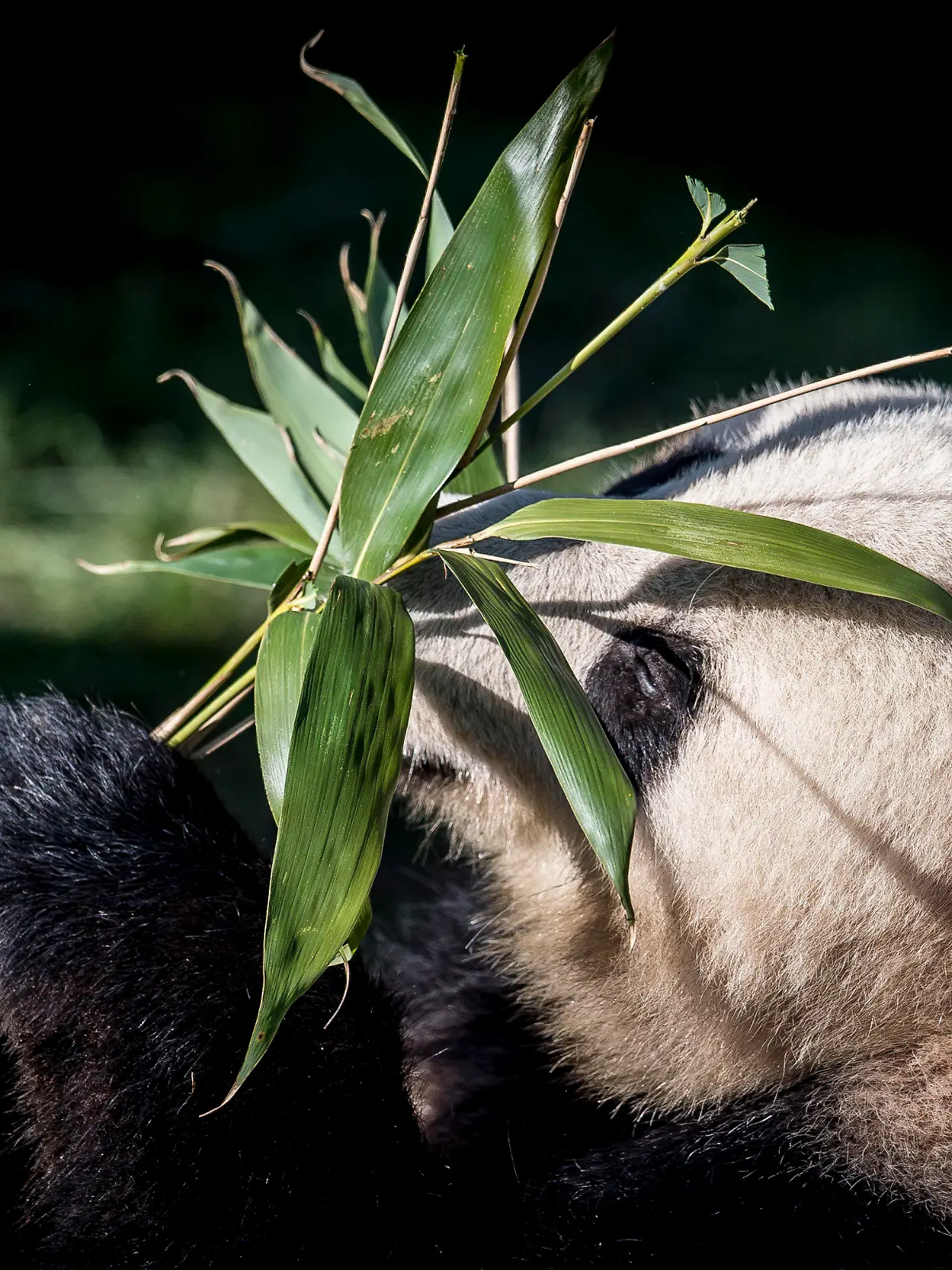 ARCHIV - 10.04.2019, Dänemark, Kopenhagen: Der Panda Xing Er spielt in seinem neuen Gehege mit einer Pflanze.(zu dpa: "Kopenhagener Zoo will Panda mit importiertem Urin zur Paarung bewegen") Foto: Mads Claus Rasmussen/Ritzau Scanpix/AP/dpa +++ dpa-Bildfunk +++