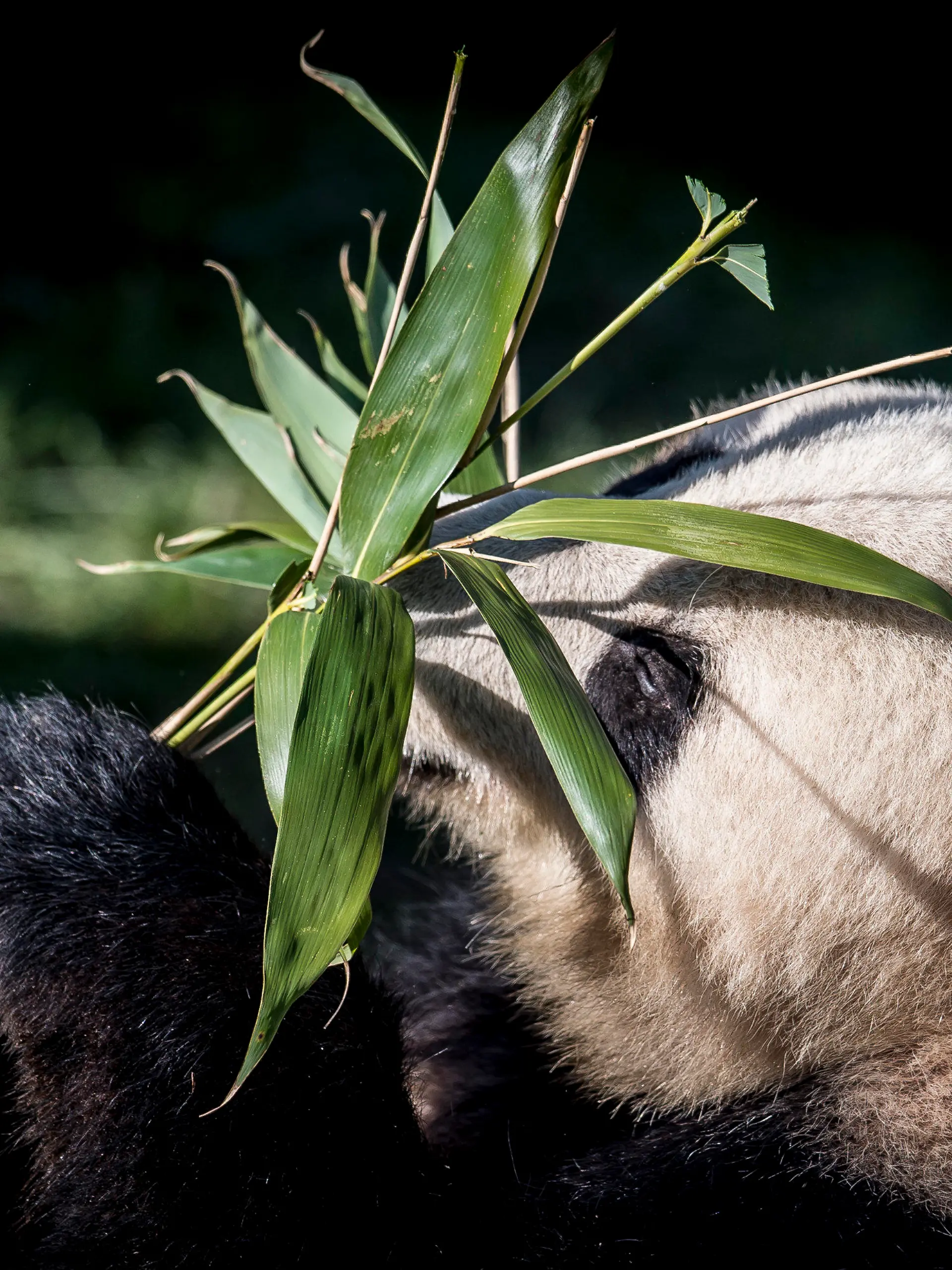 ARCHIV - 10.04.2019, Dänemark, Kopenhagen: Der Panda Xing Er spielt in seinem neuen Gehege mit einer Pflanze.(zu dpa: "Kopenhagener Zoo will Panda mit importiertem Urin zur Paarung bewegen") Foto: Mads Claus Rasmussen/Ritzau Scanpix/AP/dpa +++ dpa-Bildfunk +++