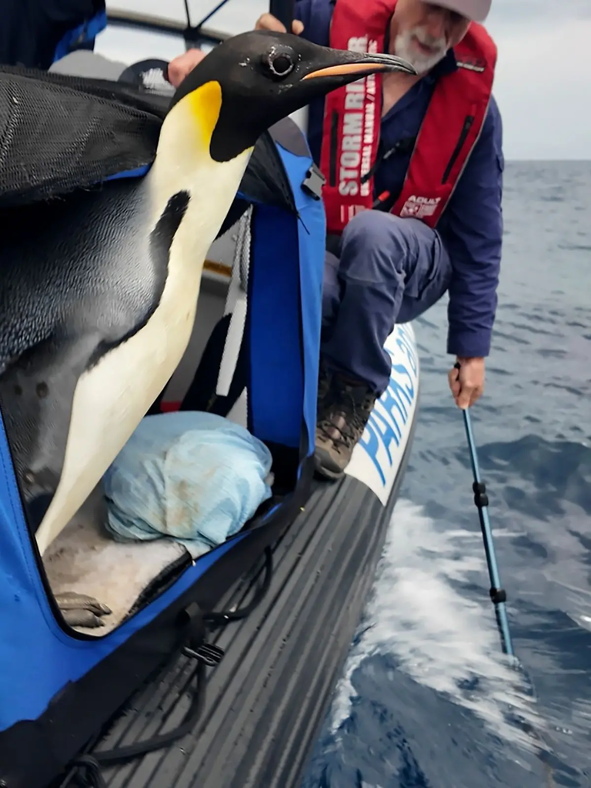 Bild zu: "Kaiserpinguin schwimmt 3400 Kilometer – jetzt kommt Gus zurück nach Hause"