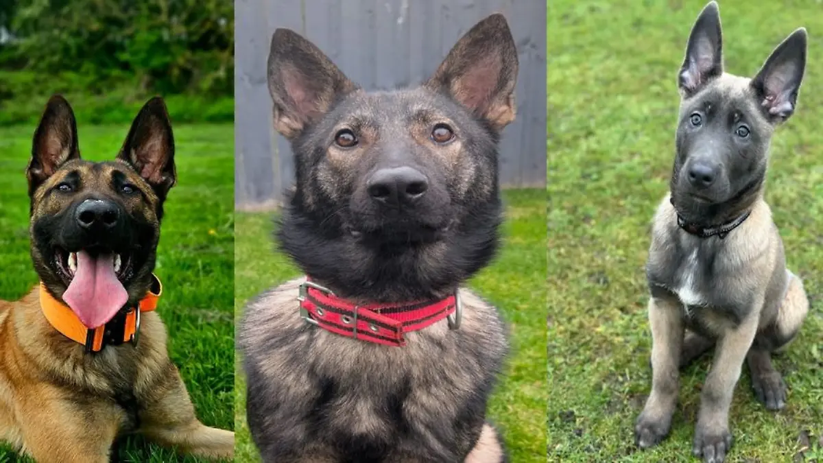 Dürfen wir vorstellen: Jasper, Dutch and Axel (von links) – die neuen Polizeihunde sind jetzt im Dienst.
