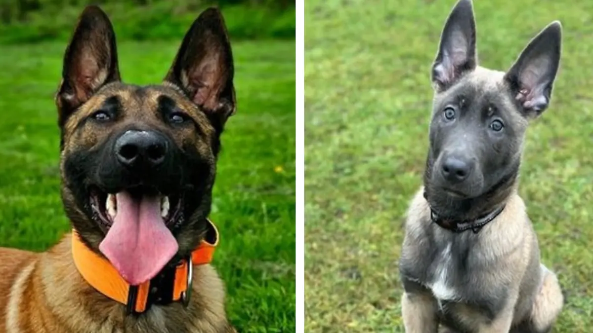 Die todgeweihten Welpen Jasper und Axel werden geretet und treten nun ihren Polizeidienst an.