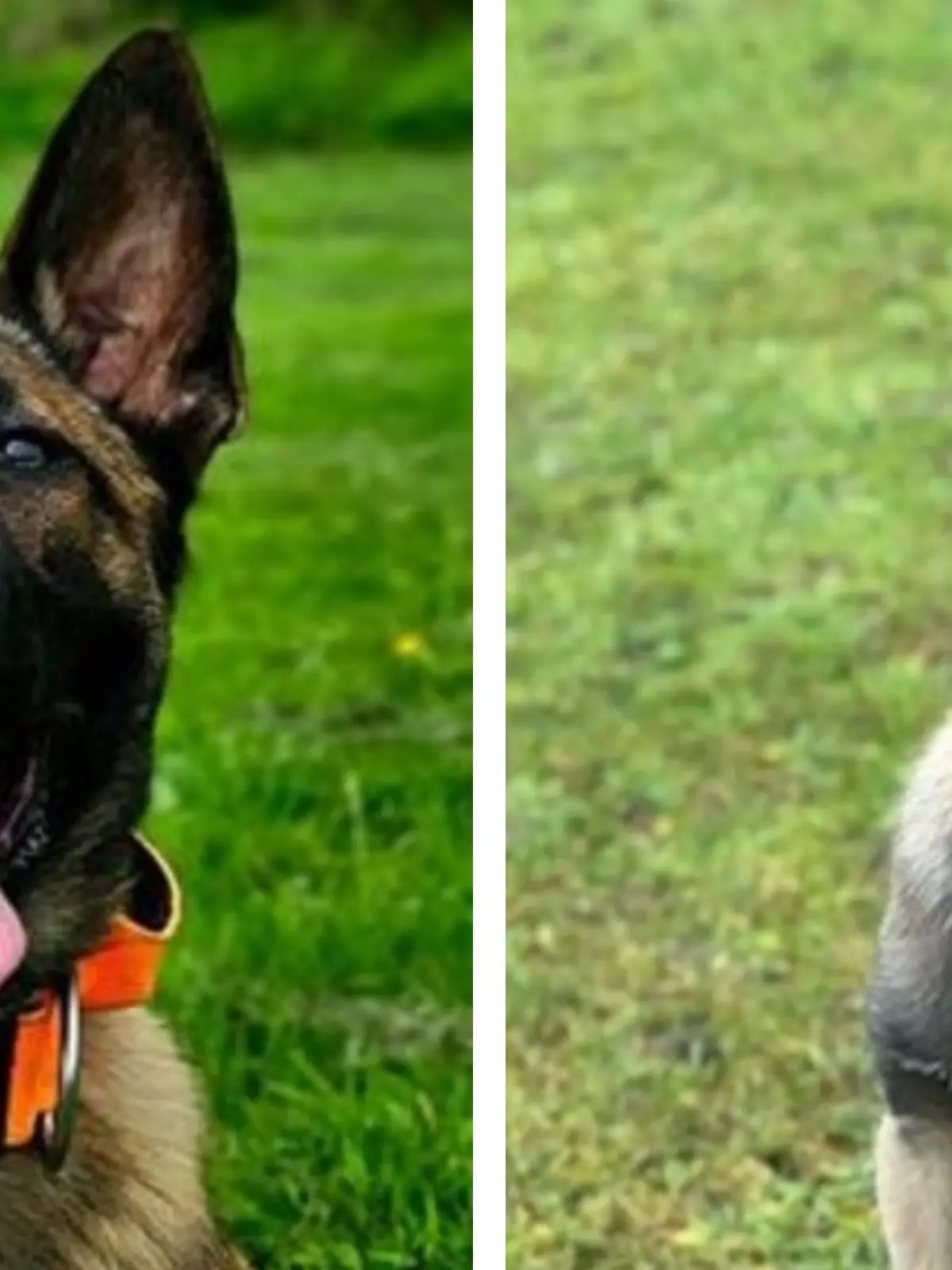 Die todgeweihten Welpen Jasper und Axel werden geretet und treten nun ihren Polizeidienst an.