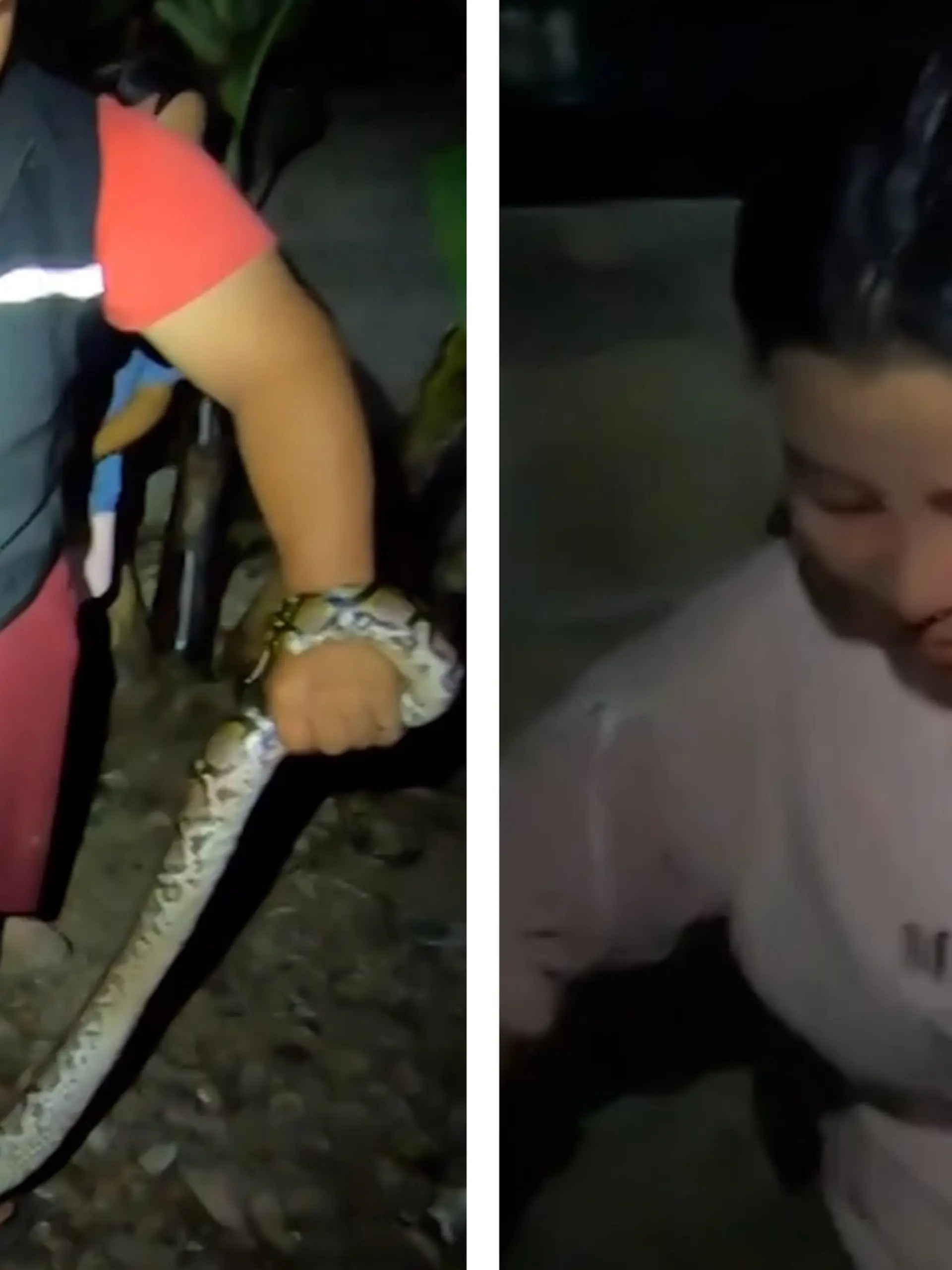 Python beißt Hausfrau in Kopf – und verfehlt ihr Auge nur um Zentimeter
