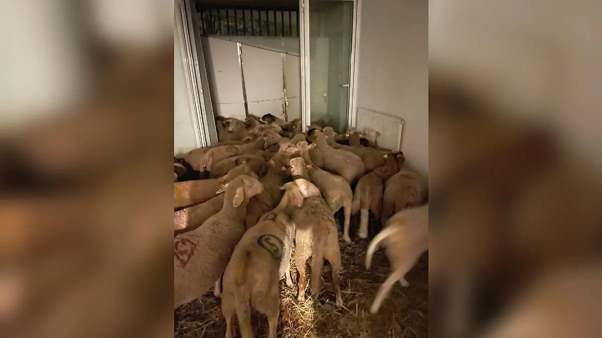Eine Schafsherde steht dicht gedrängt in der Sozialwohnung in Nizza (Frankreich).