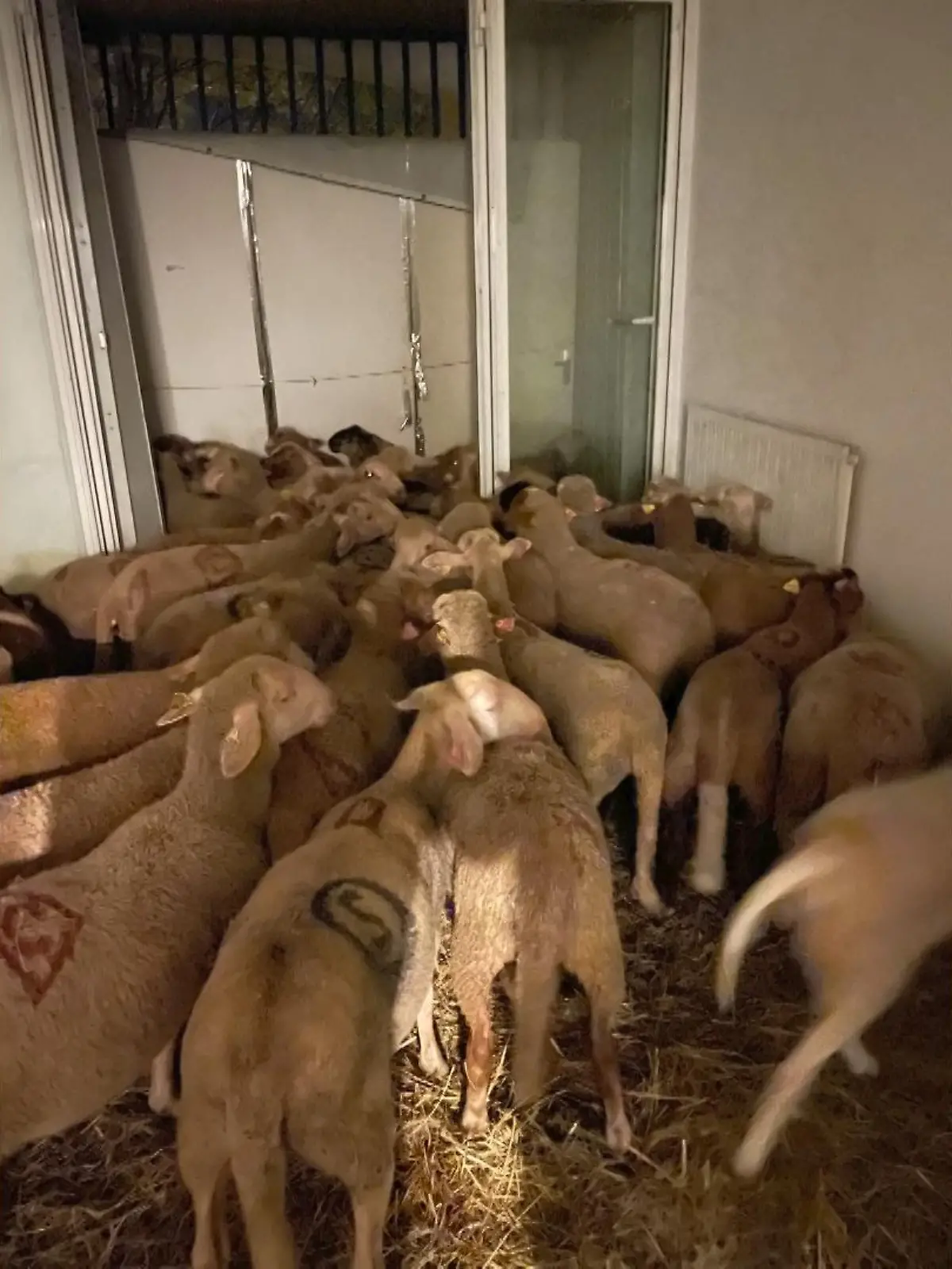 Eine Schafsherde steht dicht gedrängt in der Sozialwohnung in Nizza (Frankreich).