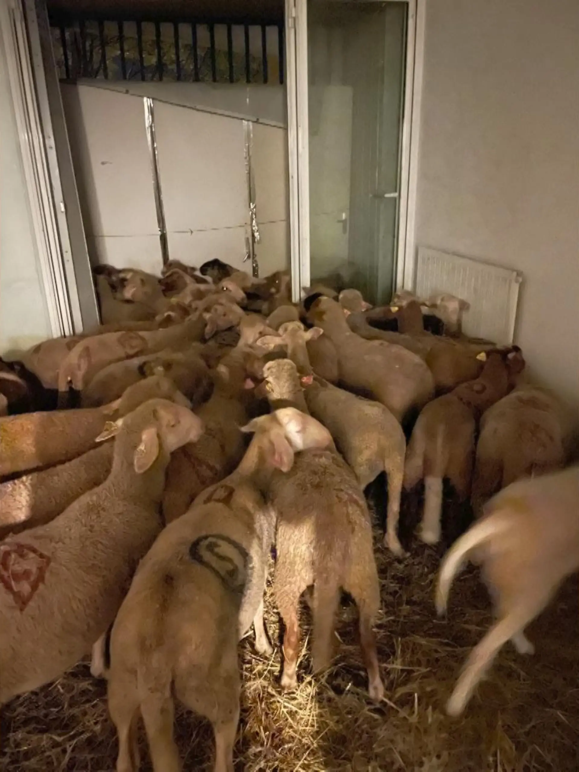 Eine Schafsherde steht dicht gedrängt in der Sozialwohnung in Nizza (Frankreich).