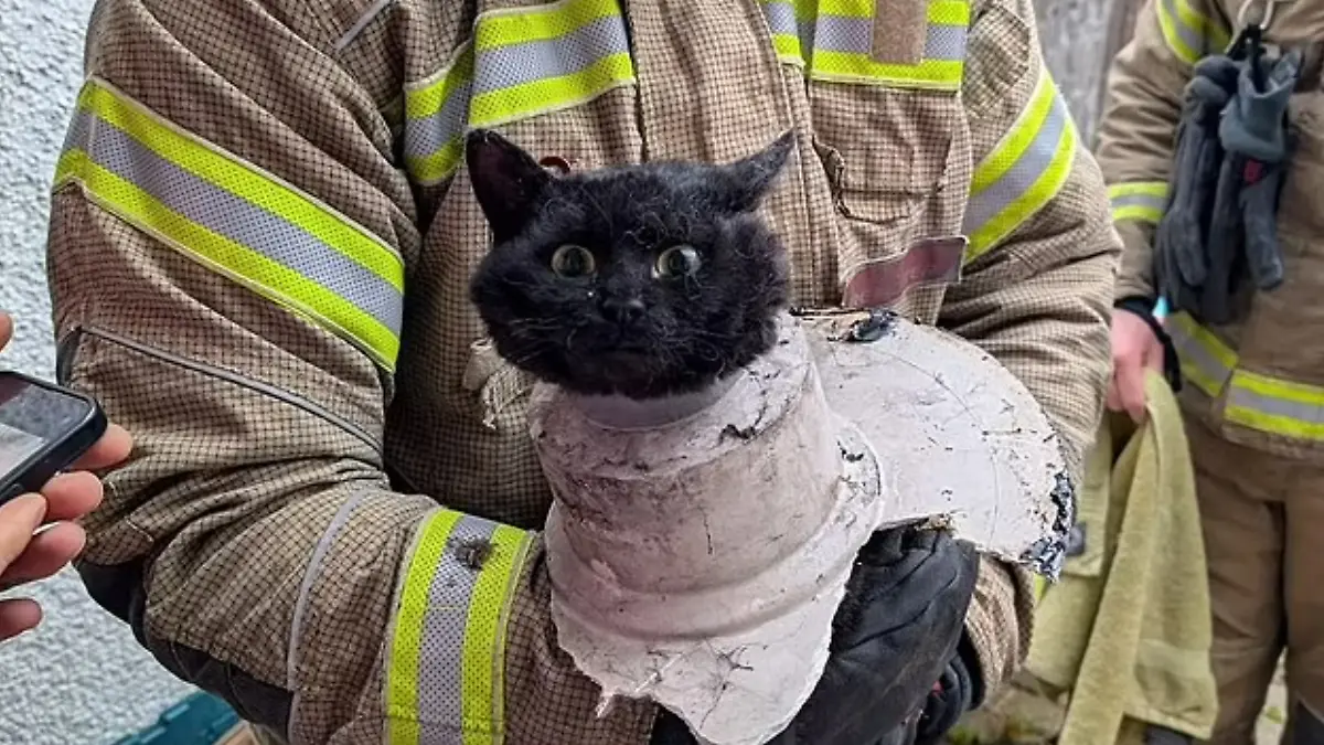 Eine schwarze Katze steckt in einem Rohr.