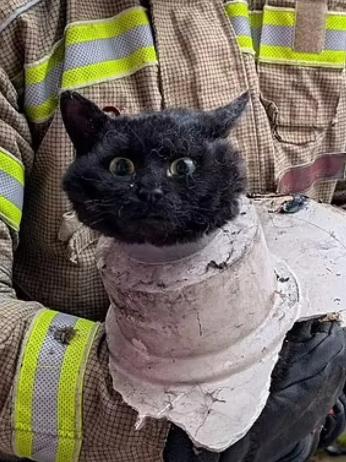 Eine schwarze Katze steckt in einem Rohr.