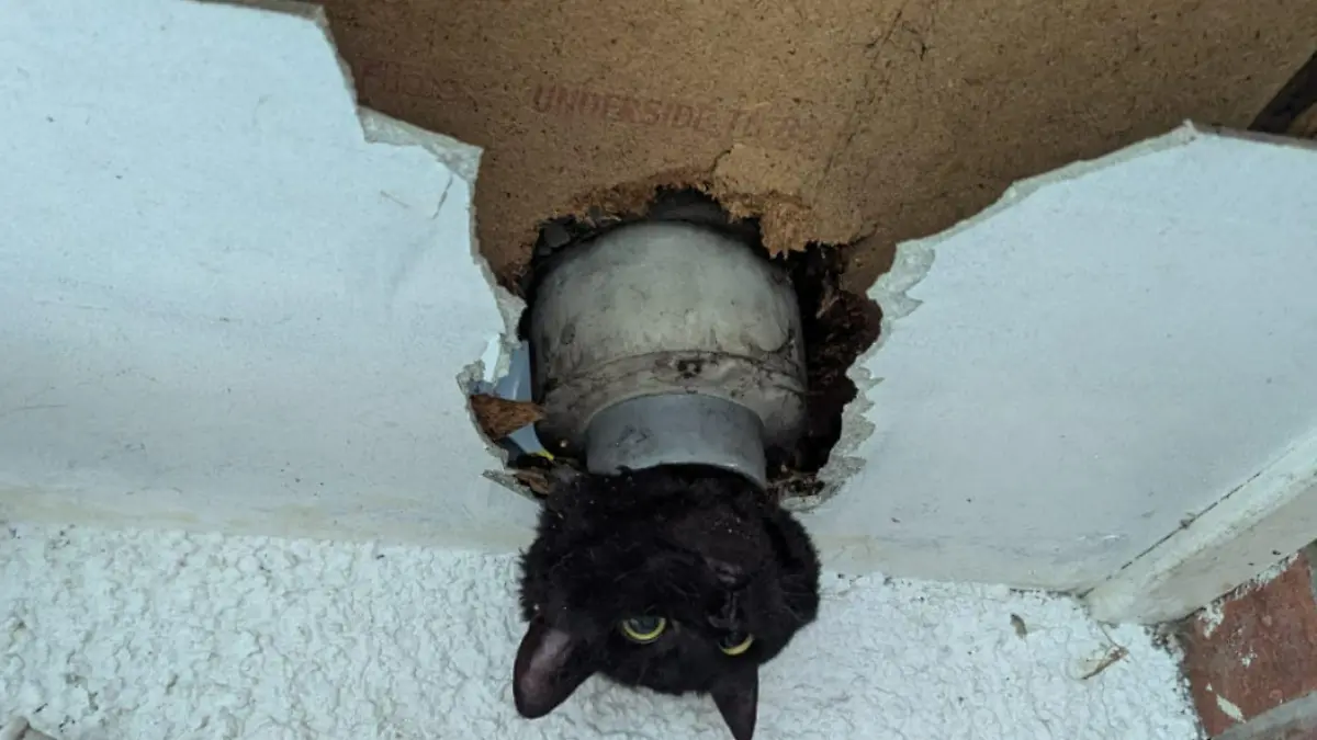 Eine Katze in einem Rohr.