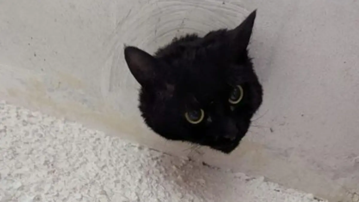 Ein Katzenkopf guckt aus einer Wand.
