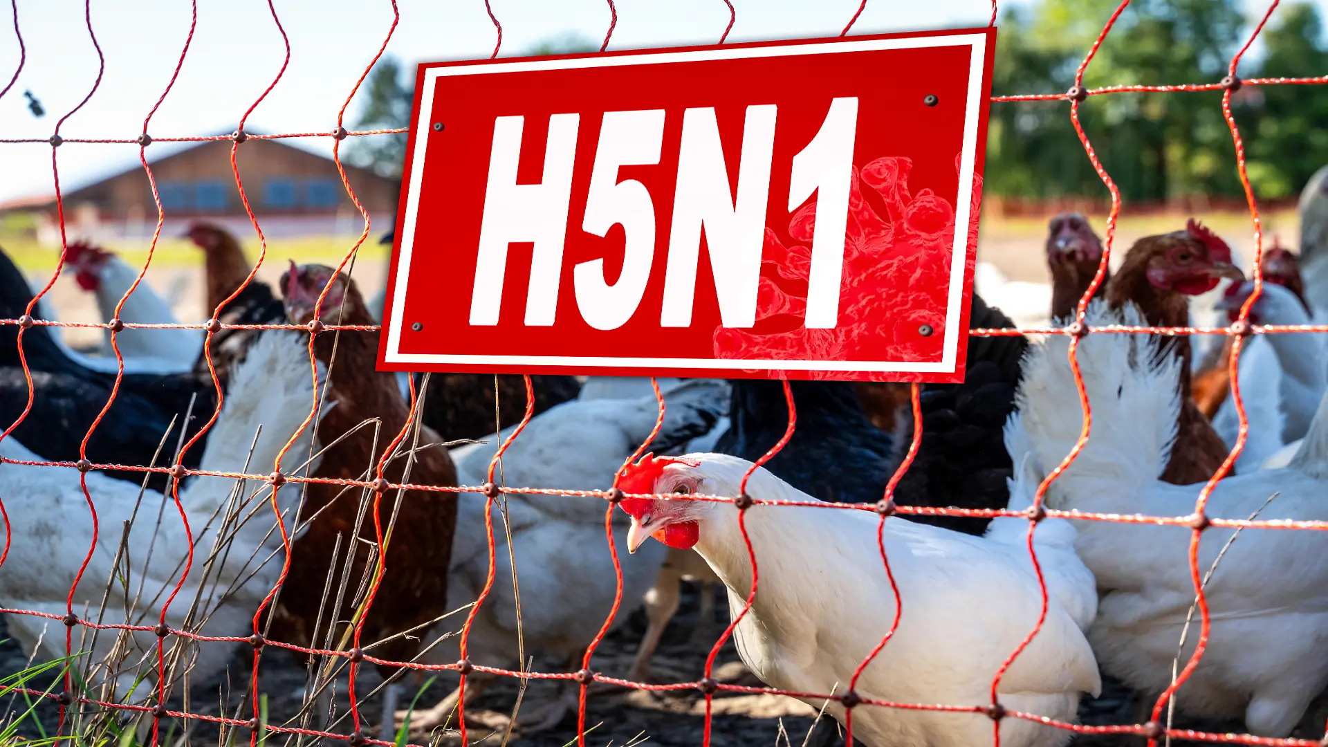 Vogelfarm mit H5N1-Virus-Schild