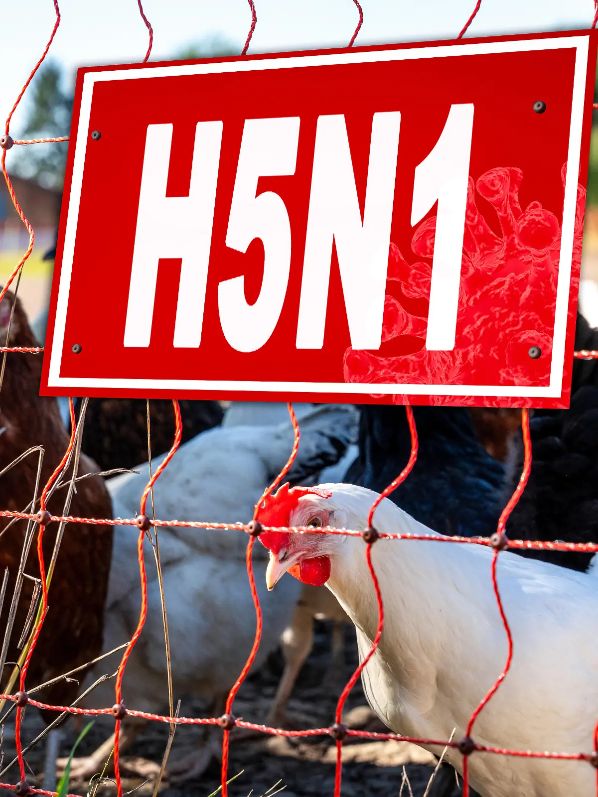 Vogelfarm mit H5N1-Virus-Schild
