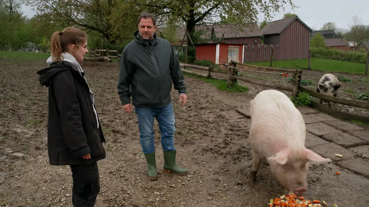 In Bielefeld gibt es auch einige Schweine Schweineherde