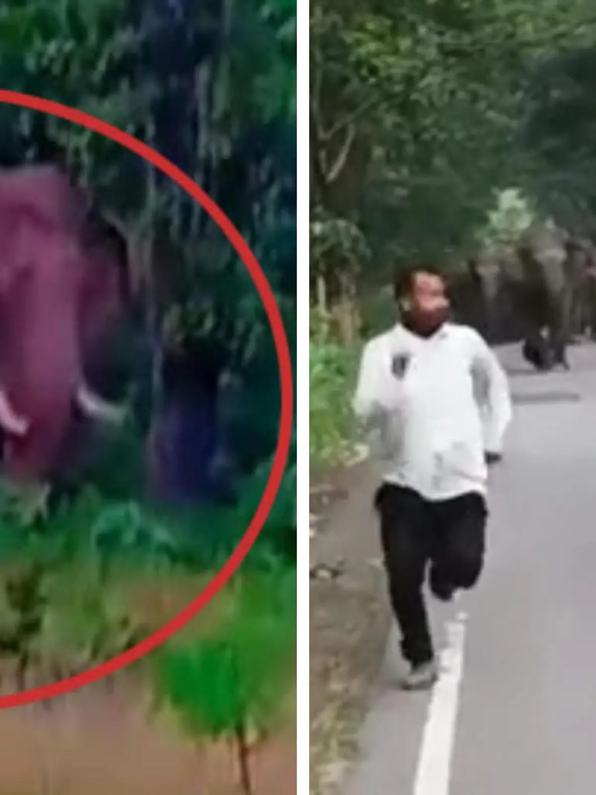 Bild zu: "Selfie kostet Leben! Elefant trampelt Mann (23) nieder "