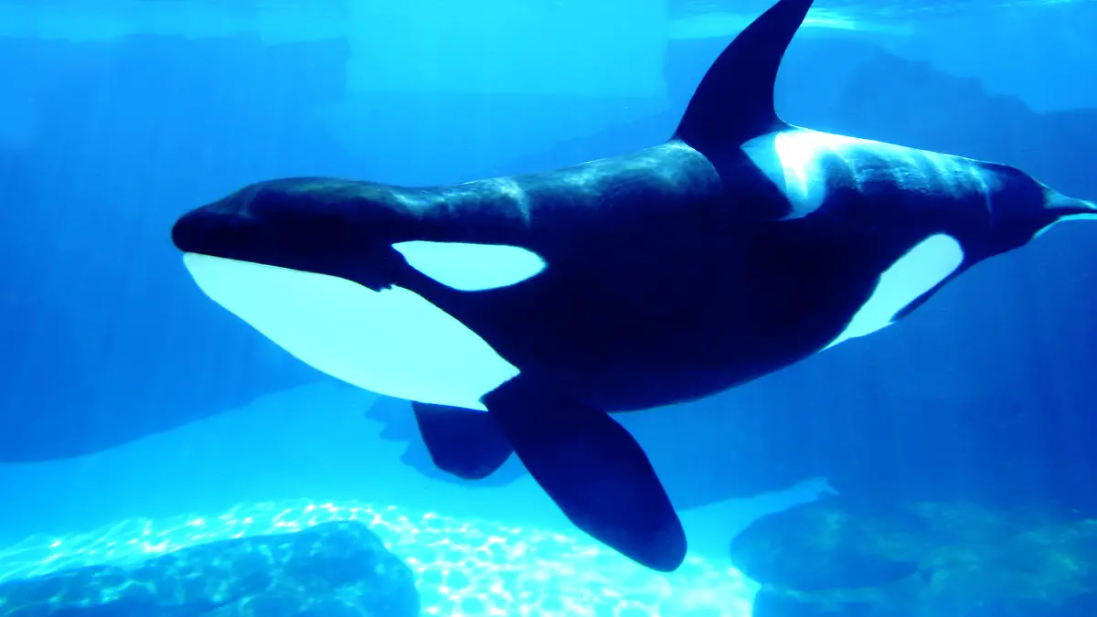 Ein Orca im Wasser.