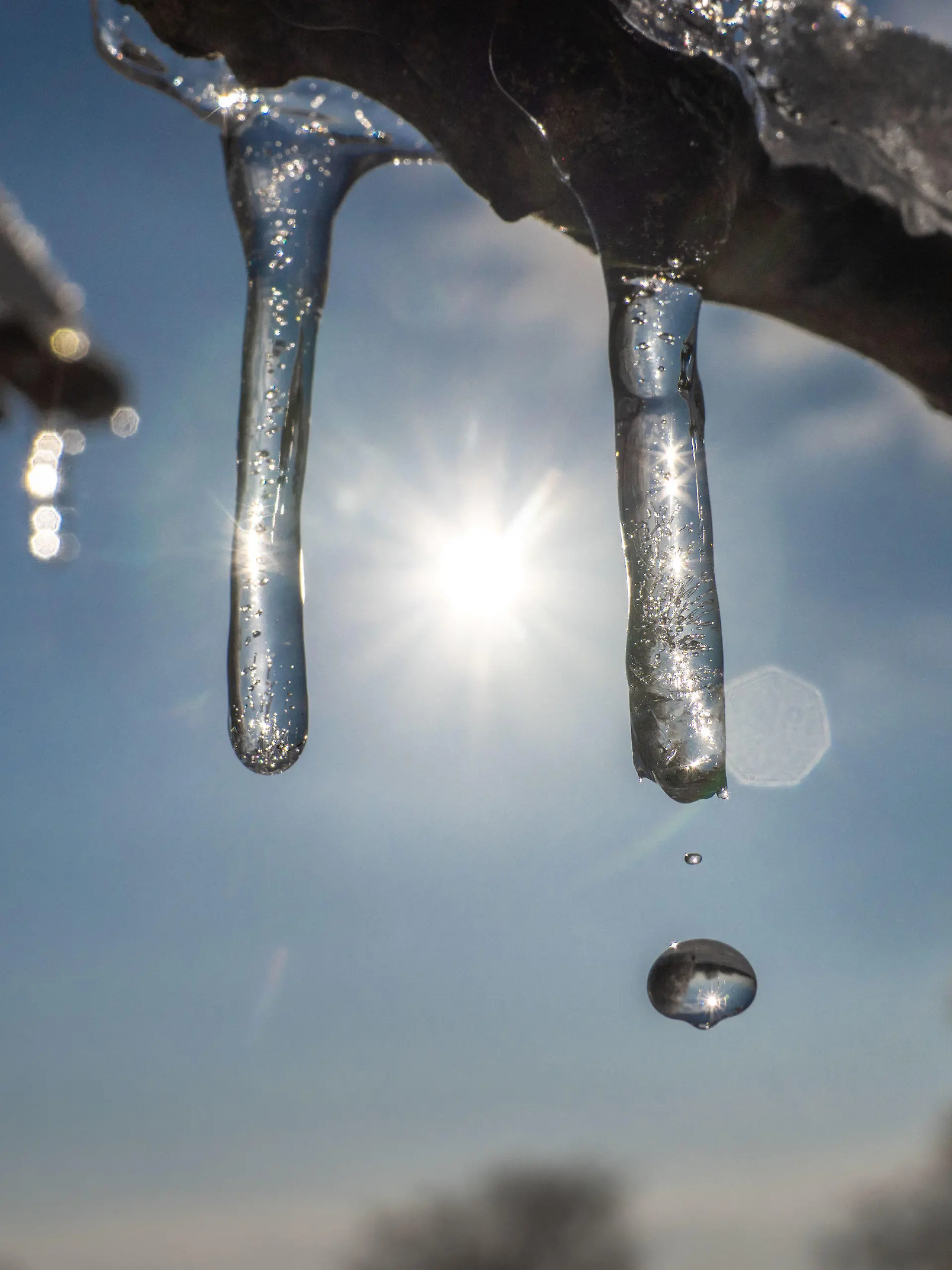 ARCHIV - 19.01.2024, Hessen, Frankfurt/Main: Im Sonnenschein beginnt der Schnee zu schmelzen und Wasser tropft von den kleinen Eiszapfen an den Ästen herab. (zu dpa: «Ski-Saisonstart bei milden Temperaturen und Tauwetter») Foto: Frank Rumpenhorst/dpa +++ dpa-Bildfunk +++