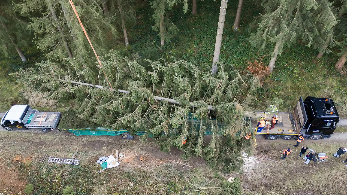 25.11.2024, Niedersachsen, Wolfshagen: Eine große gefällte Fichte wird im Harz im Bereich des Forstamtes Seesen der Niedersächsischen Landesforsten verladen (Luftaufnahme mit Drohne). Die XXL-Fichte mit einer Höhe von 26 Metern wird per Schwertransport nach Berlin gefahren und dann vor dem Platz der Republik am Reichstagsgebäude aufgestellt. Foto: Julian Stratenschulte/dpa +++ dpa-Bildfunk +++