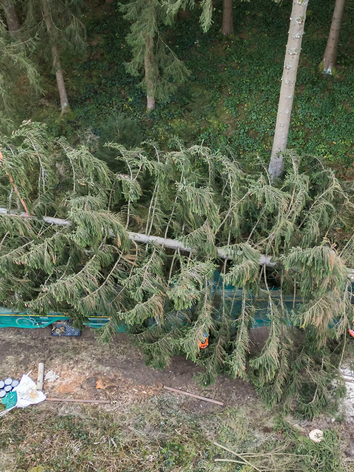 25.11.2024, Niedersachsen, Wolfshagen: Eine große gefällte Fichte wird im Harz im Bereich des Forstamtes Seesen der Niedersächsischen Landesforsten verladen (Luftaufnahme mit Drohne). Die XXL-Fichte mit einer Höhe von 26 Metern wird per Schwertransport nach Berlin gefahren und dann vor dem Platz der Republik am Reichstagsgebäude aufgestellt. Foto: Julian Stratenschulte/dpa +++ dpa-Bildfunk +++