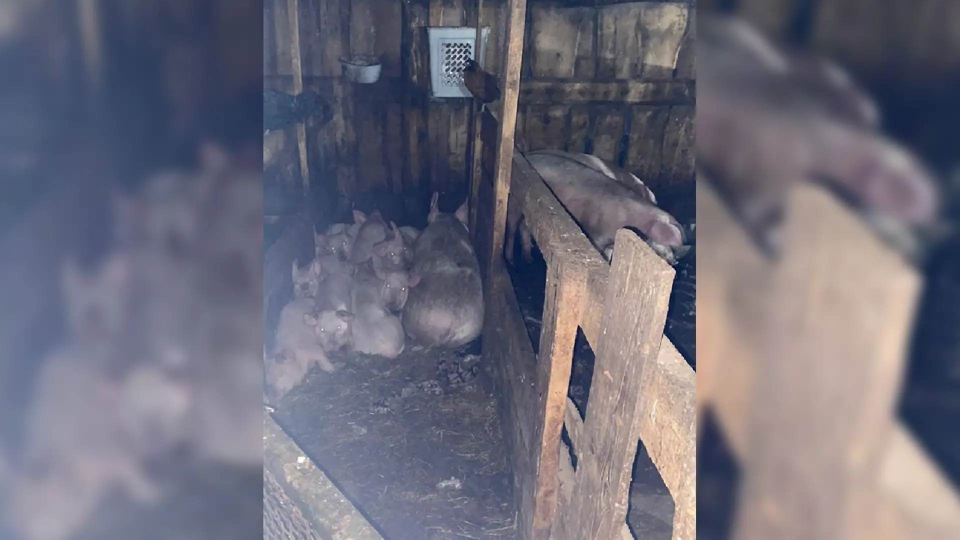 Schweine Stall.png