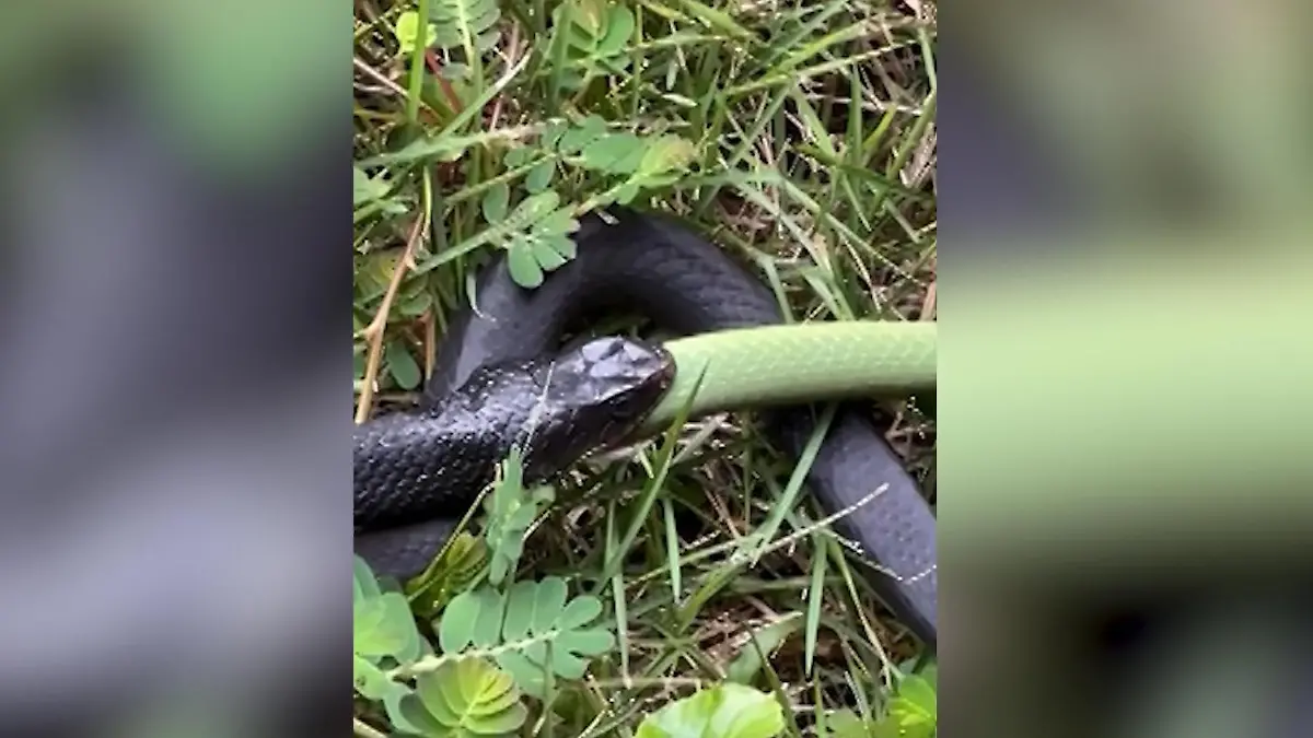 Kannibalen-Kobra! Schlange verschlingt Artgenossen Die haben sich zum Fressen gern!