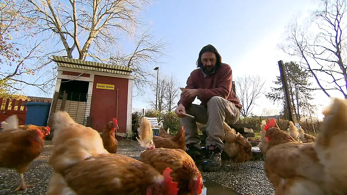 Haft mit Hühnern Resozialisierungsprojekt